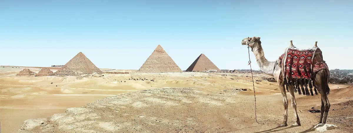 A camel with the pyramids in the background
