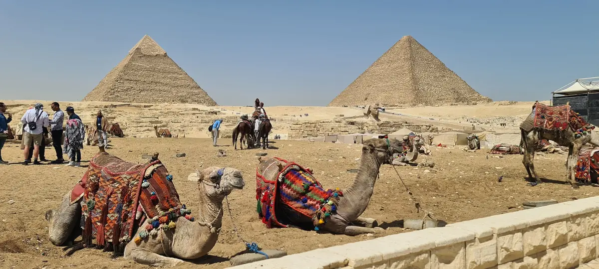 Camels resting at the pyramids